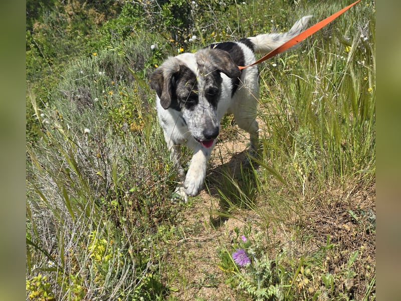 Cassian: er liebt spielen und kuscheln