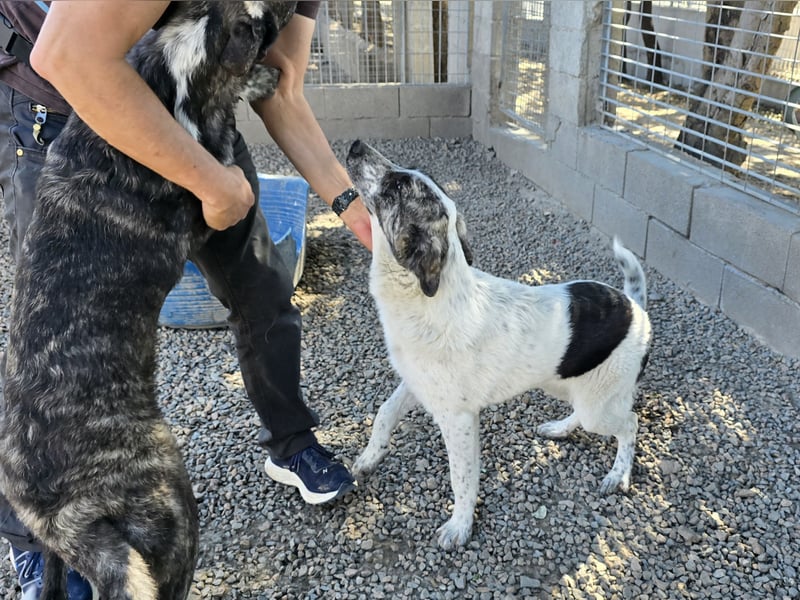 Cassian: er liebt spielen und kuscheln