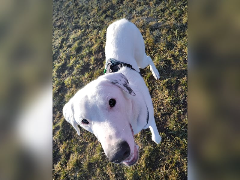 Herdenschutzhund-Dalmatiner-Mix Fritzi (1,5 J.) für erfahrenes, liebevolles Zuhause & Garten & Hund