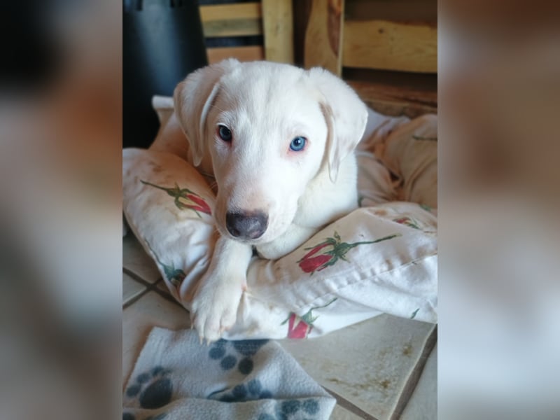 Herdenschutzhund-Dalmatiner-Mix Fritzi (1,5 J.) für erfahrenes, liebevolles Zuhause & Garten & Hund