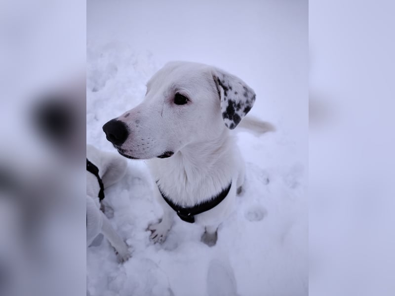 Herdenschutzhund-Dalmatiner-Mix Fritzi (1,5 J.) für erfahrenes, liebevolles Zuhause & Garten & Hund