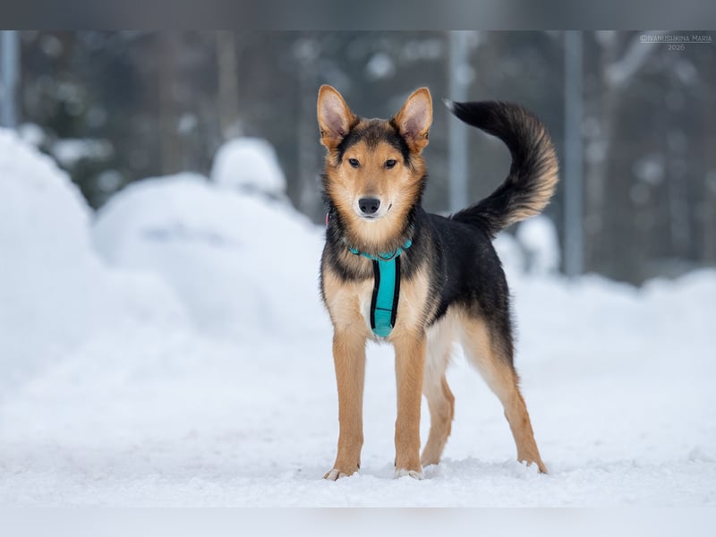 Fröhlicher Nordik sucht sein Zuhause