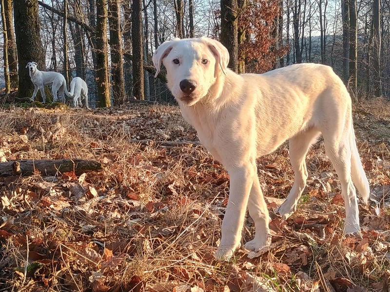 Herdenschutzhund-Dalmatiner-Mix Fritzi (1,5 J.) für erfahrenes, liebevolles Zuhause & Garten & Hund