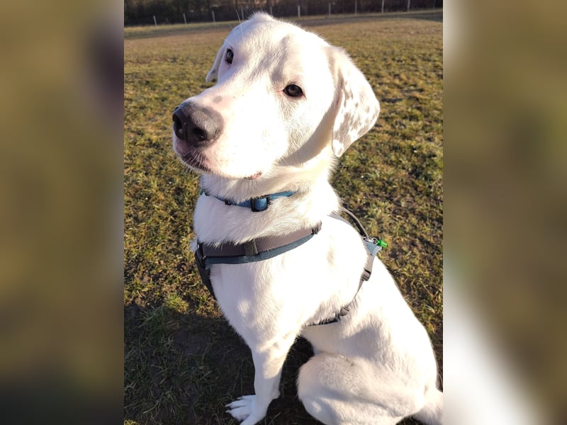 Herdenschutzhund-Dalmatiner-Mix Fritzi (1,5 J.) für erfahrenes, liebevolles Zuhause & Garten & Hund