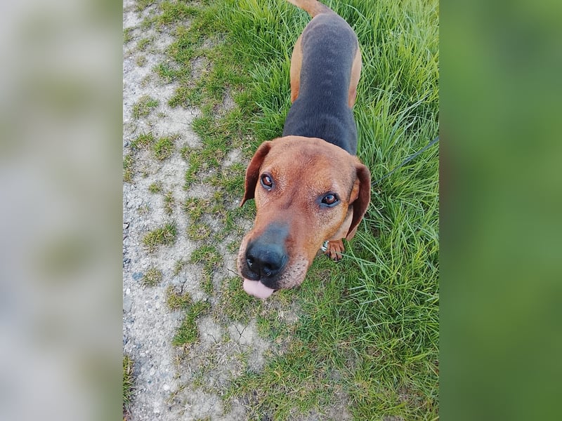 Foxy – Treuer Herzenshund mit Bewegungsfreude sucht sein Zuhause
