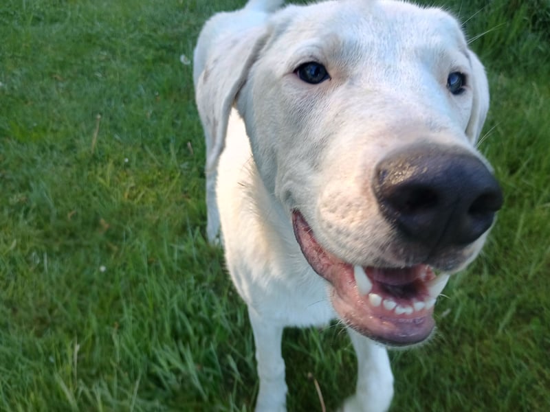 Herdenschutzhund-Dalmatiner-Mix Fritzi (1,5 J.) für erfahrenes, liebevolles Zuhause & Garten & Hund