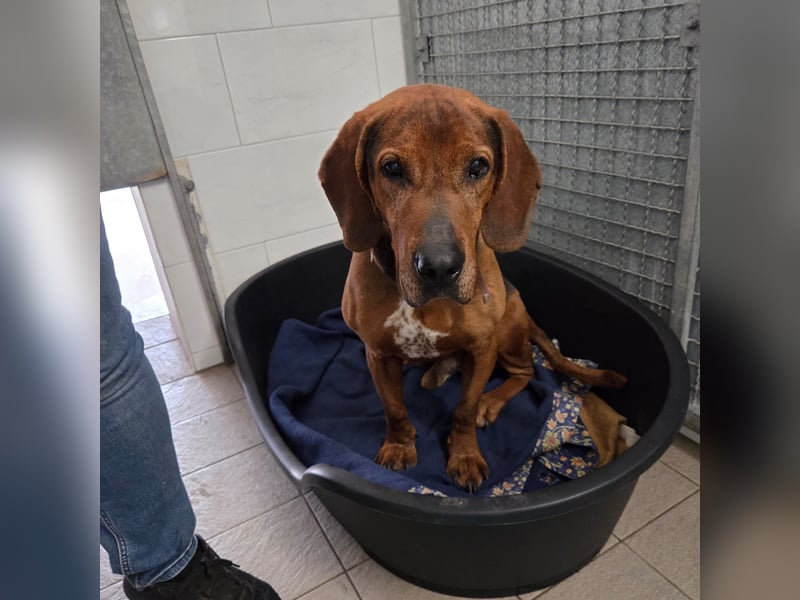Foxy – Treuer Herzenshund mit Bewegungsfreude sucht sein Zuhause