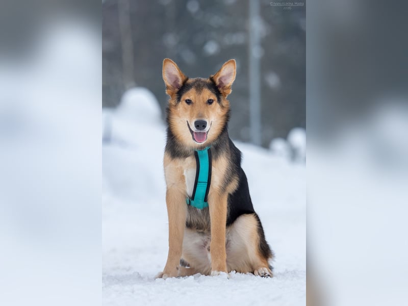 Fröhlicher Nordik sucht sein Zuhause