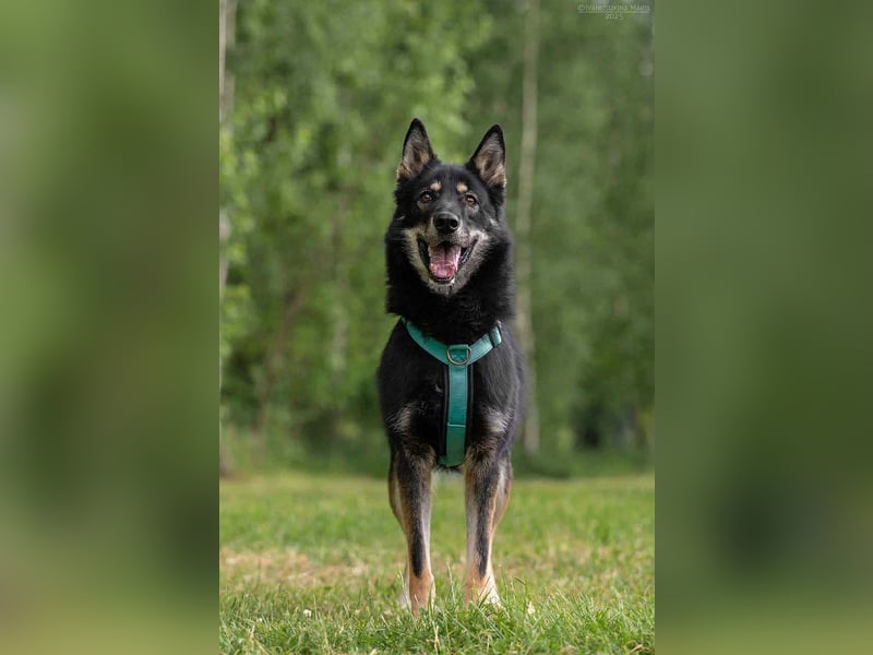 Sozialer Grey sucht seine Familie