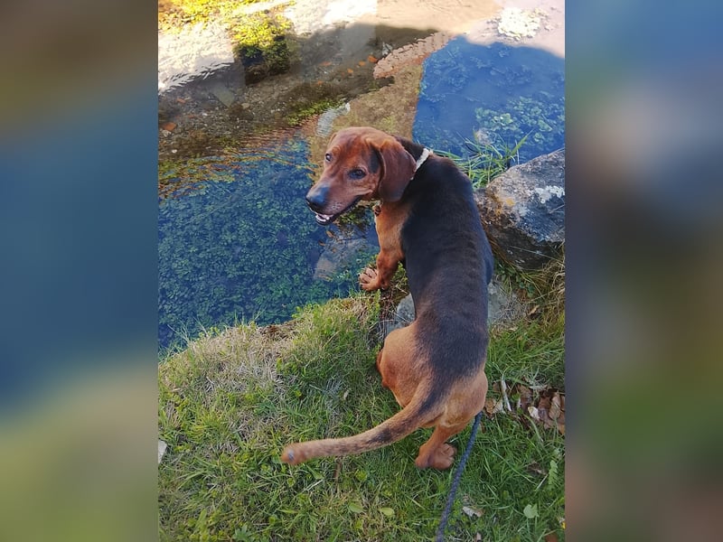 Foxy – Treuer Herzenshund mit Bewegungsfreude sucht sein Zuhause