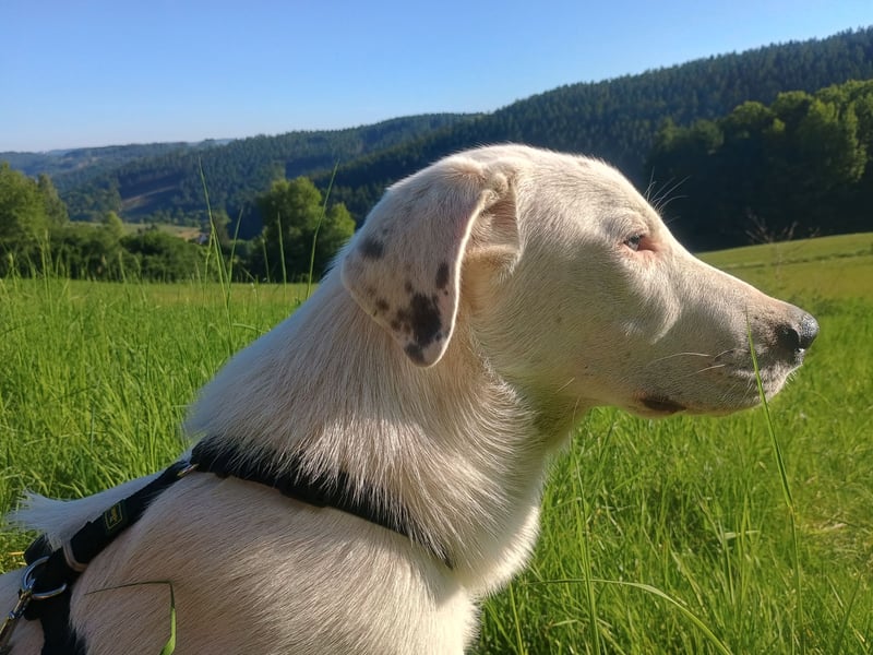 Herdenschutzhund-Dalmatiner-Mix Fritzi (1,5 J.) für erfahrenes, liebevolles Zuhause & Garten & Hund