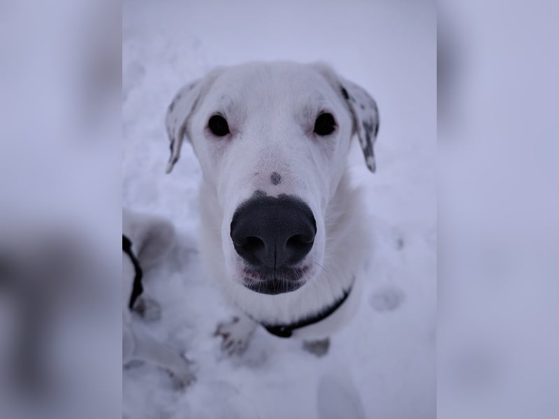 Herdenschutzhund-Dalmatiner-Mix Fritzi (1,5 J.) für erfahrenes, liebevolles Zuhause & Garten & Hund