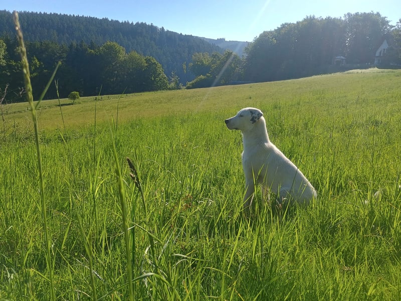Herdenschutzhund-Dalmatiner-Mix Fritzi (1,5 J.) für erfahrenes, liebevolles Zuhause & Garten & Hund