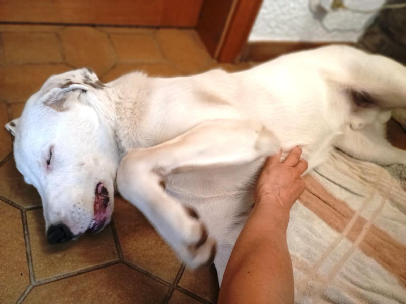 Herdenschutzhund-Dalmatiner-Mix Fritzi (1,5 J.) für erfahrenes, liebevolles Zuhause & Garten & Hund