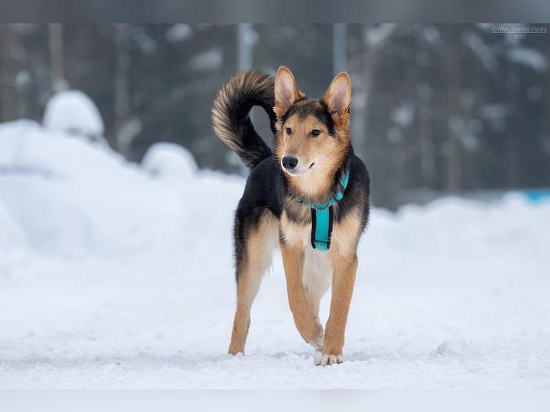 Fröhlicher Nordik sucht sein Zuhause