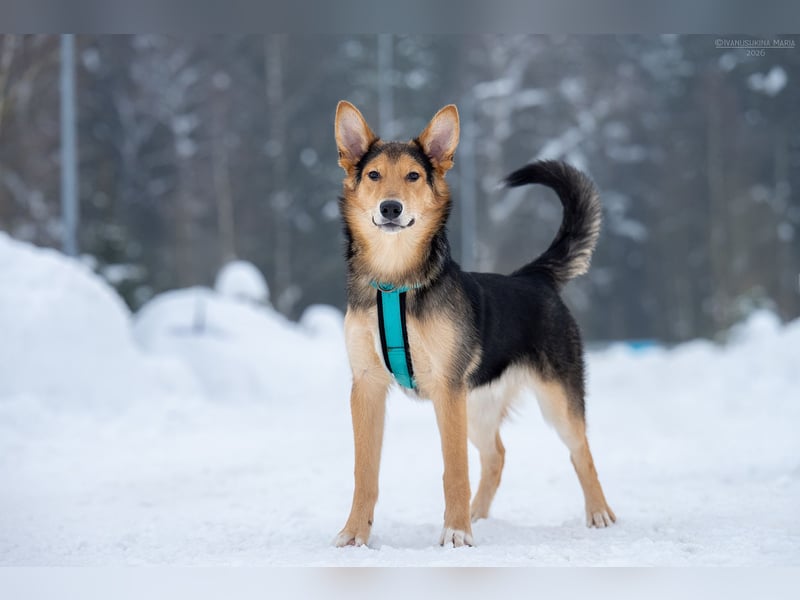 Fröhlicher Nordik sucht sein Zuhause