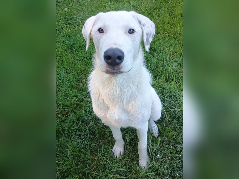 Herdenschutzhund-Dalmatiner-Mix Fritzi (1,5 J.) für erfahrenes, liebevolles Zuhause & Garten & Hund