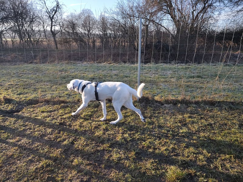 Herdenschutzhund-Dalmatiner-Mix Fritzi (1,5 J.) für erfahrenes, liebevolles Zuhause & Garten & Hund