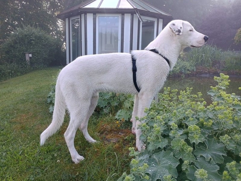 Herdenschutzhund-Dalmatiner-Mix Fritzi (1,5 J.) für erfahrenes, liebevolles Zuhause & Garten & Hund