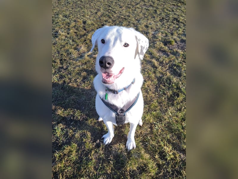 Herdenschutzhund-Dalmatiner-Mix Fritzi (1,5 J.) für erfahrenes, liebevolles Zuhause & Garten & Hund
