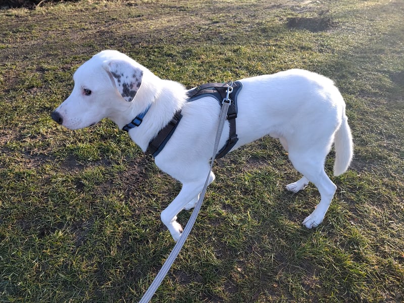 Herdenschutzhund-Dalmatiner-Mix Fritzi (1,5 J.) für erfahrenes, liebevolles Zuhause & Garten & Hund