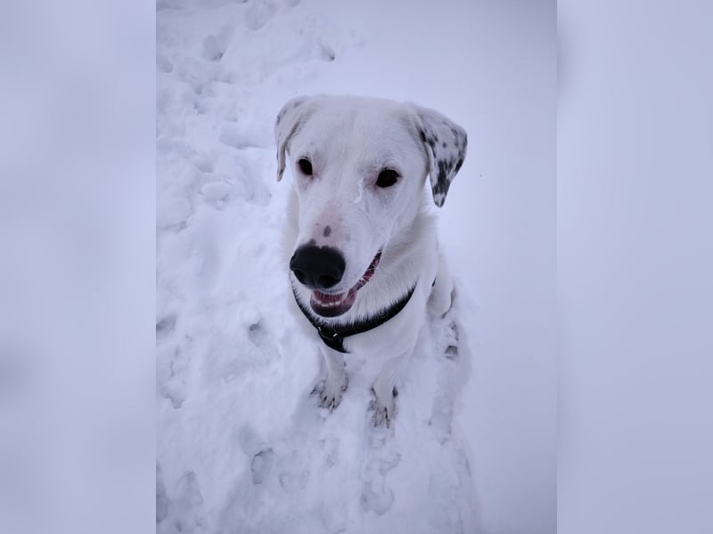 Herdenschutzhund-Dalmatiner-Mix Fritzi (1,5 J.) für erfahrenes, liebevolles Zuhause & Garten & Hund