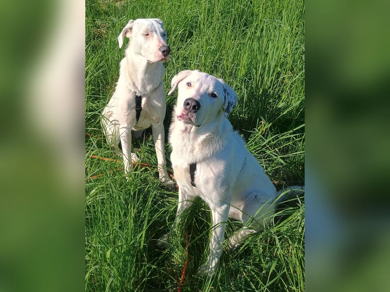 Herdenschutzhund-Dalmatiner-Mix Fritzi (1,5 J.) für erfahrenes, liebevolles Zuhause & Garten & Hund