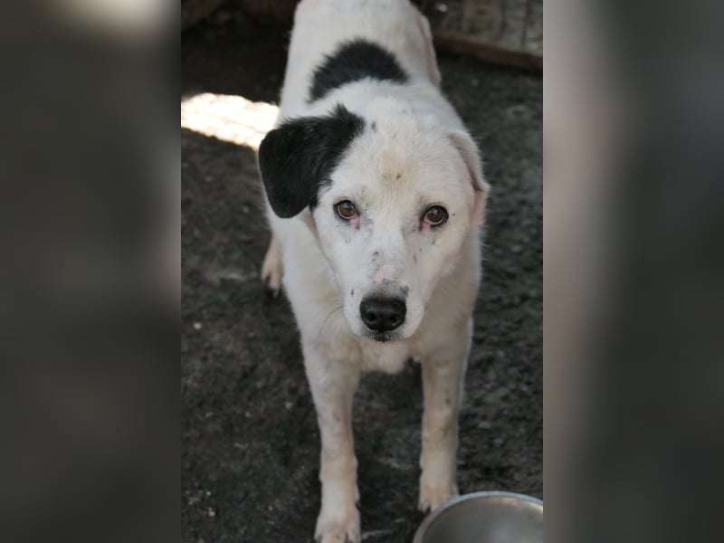 liebe Seniorin Carla