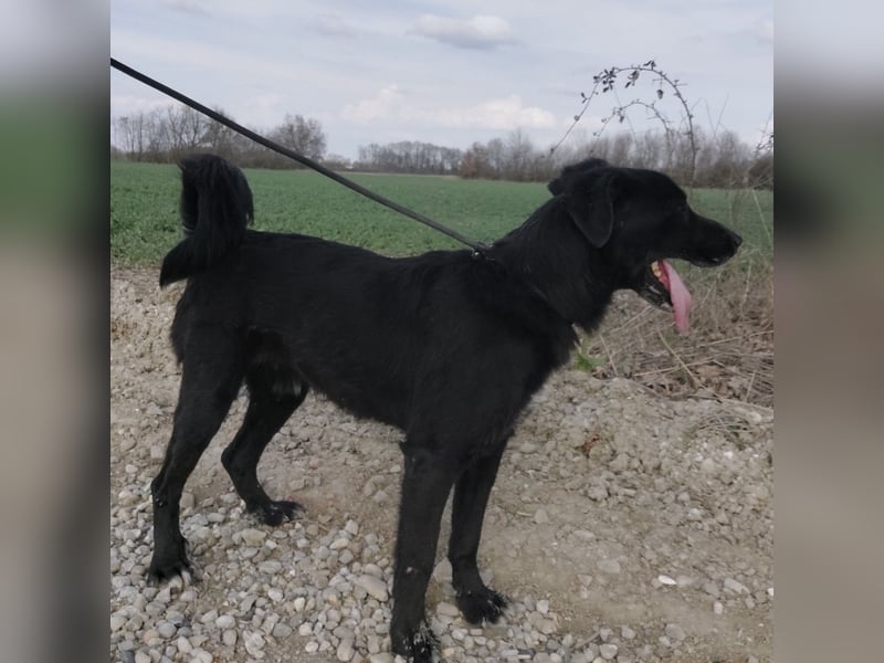 Floyd ein schwarzer Pechvogel