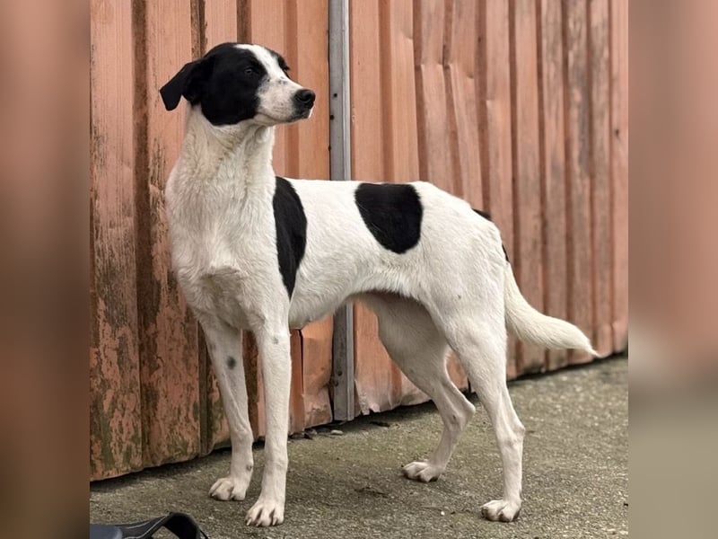 Gala die Wunderschöne