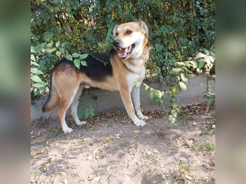 Der wunderschöne Enzo sucht seine Familie