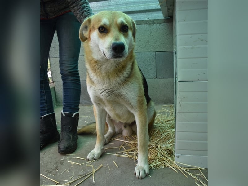 Der wunderschöne Enzo sucht seine Familie