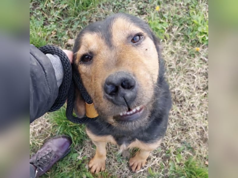 Mirsad eine Seele von Hund