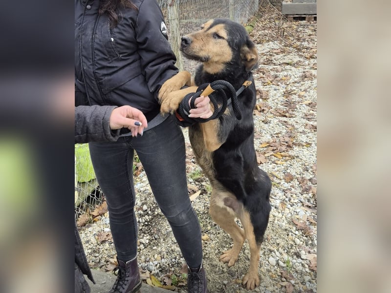 Mirsad eine Seele von Hund