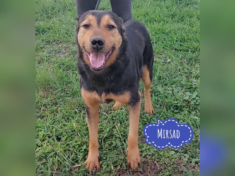 Mirsad eine Seele von Hund