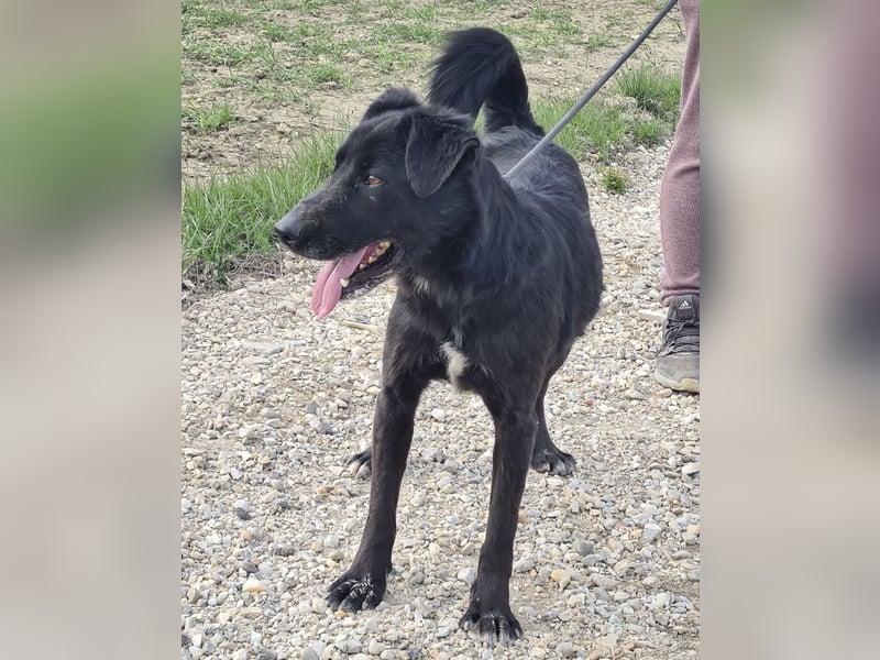 Floyd ein schwarzer Pechvogel