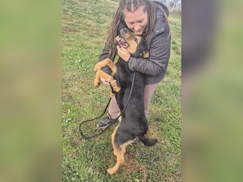 Mirsad eine Seele von Hund