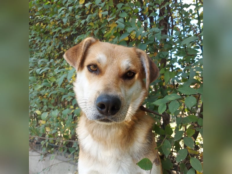 Der wunderschöne Enzo sucht seine Familie