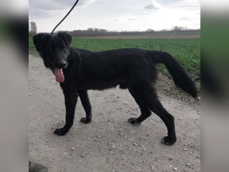 Floyd ein schwarzer Pechvogel