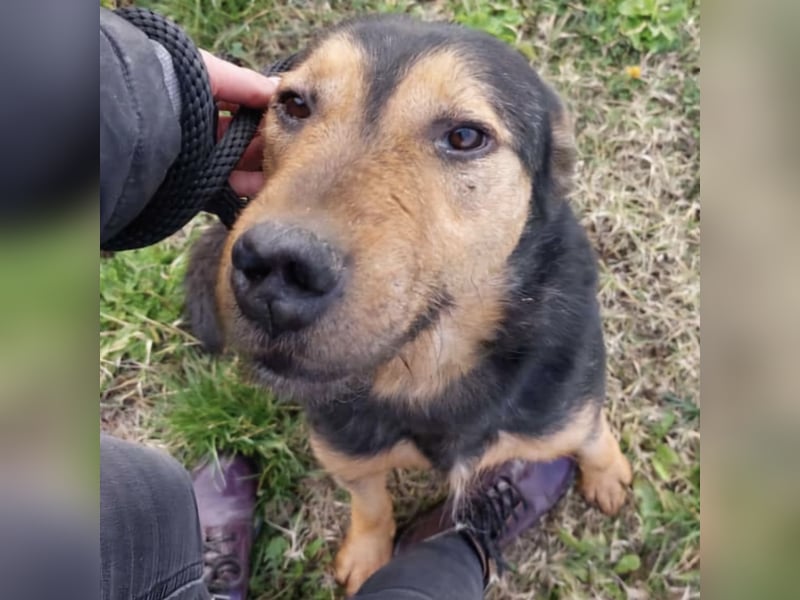 Mirsad eine Seele von Hund