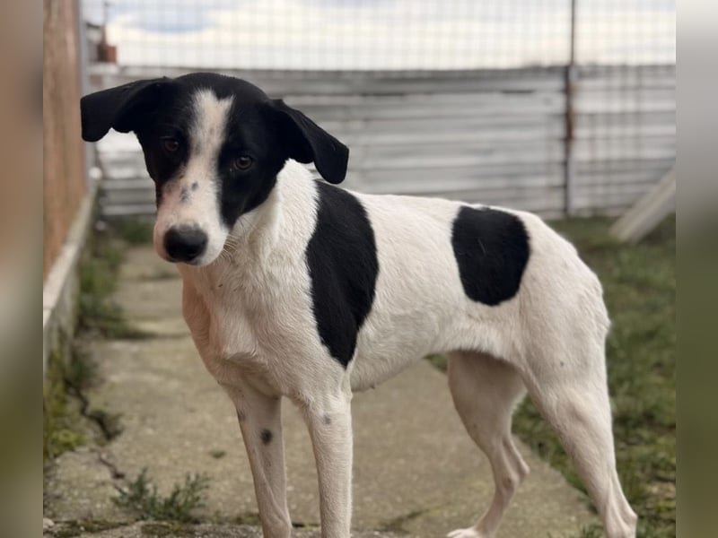 Gala die Wunderschöne