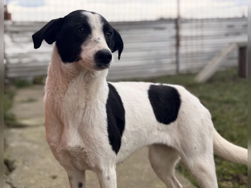 Gala die Wunderschöne