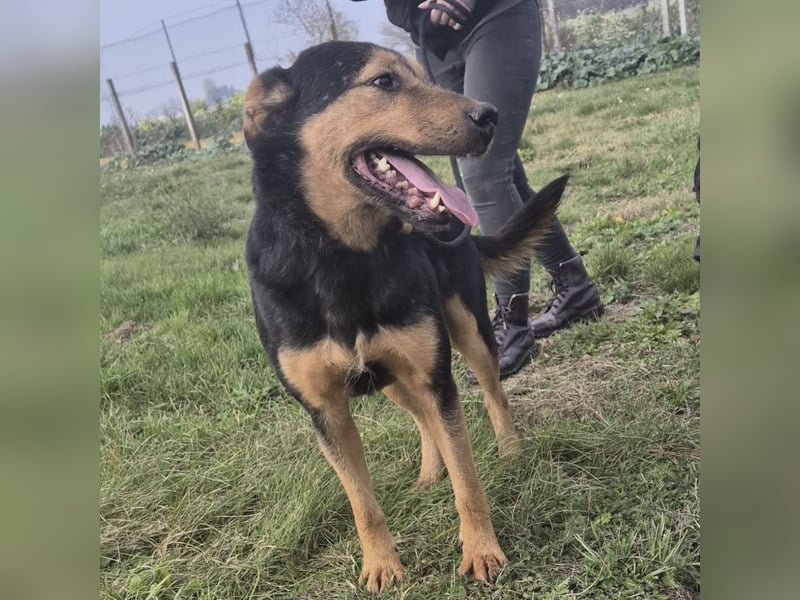 Mirsad eine Seele von Hund