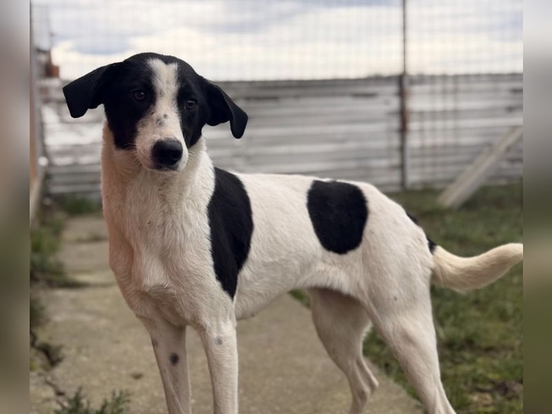 Gala die Wunderschöne