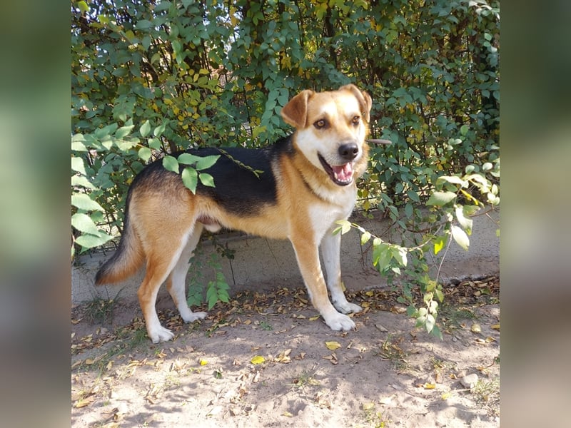 Der wunderschöne Enzo sucht seine Familie