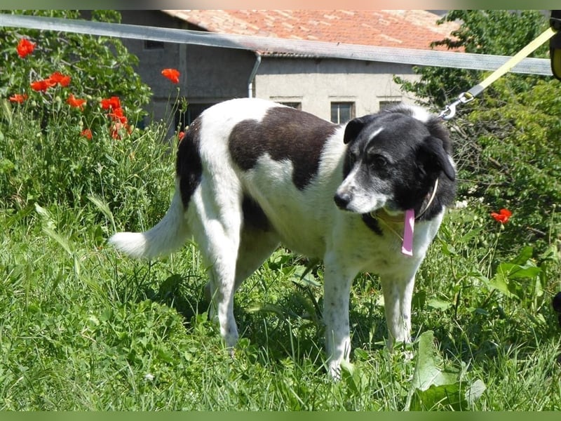 Mimi