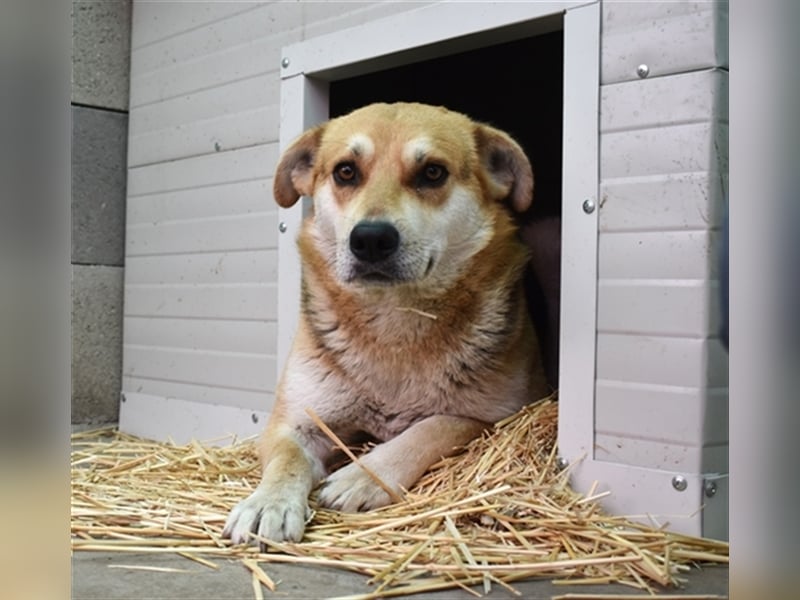 Der wunderschöne Enzo sucht seine Familie