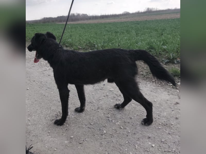 Floyd ein schwarzer Pechvogel