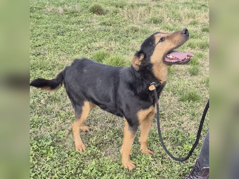 Mirsad eine Seele von Hund