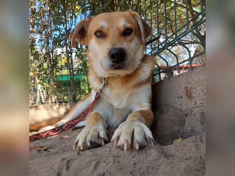Der wunderschöne Enzo sucht seine Familie